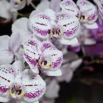 Villa Garden
