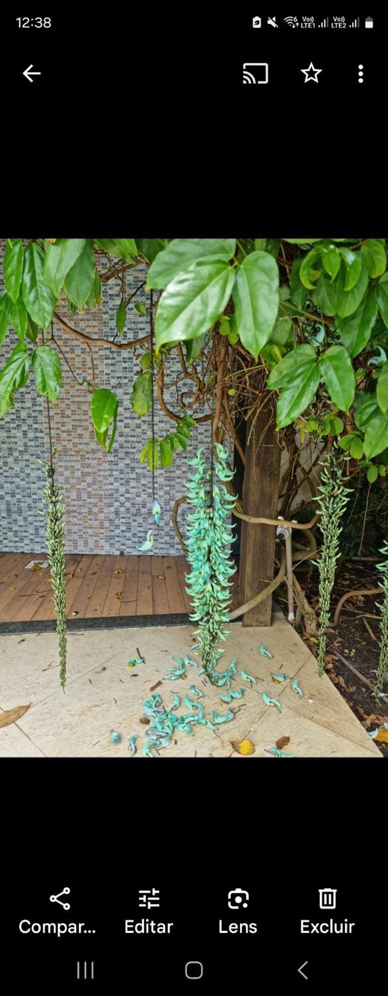 Garden * Aracaju